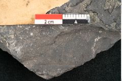 Foto (Detailansicht) von Alethopteris serlii Brongniart (NHMW-GEO-2024-0188-10823)